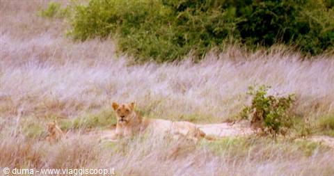 leonessa con cucciolo !! una sensazione da lasciare senza fiato!
