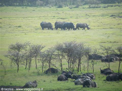 RINOCERONTE BIANCO LAKE NAKURU