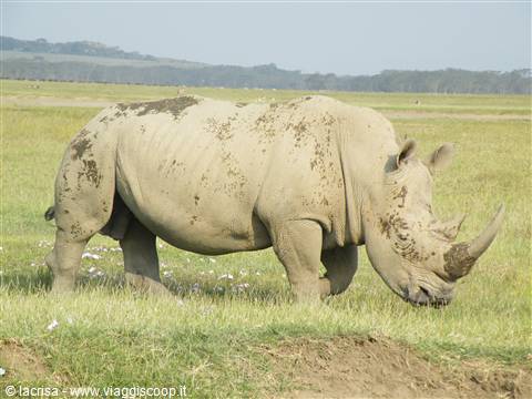 RINO BIANCO