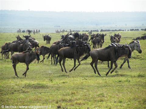 GNU E ZEBRE MASAI MARA
