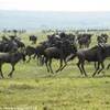GNU E ZEBRE MASAI MARA KENYA 