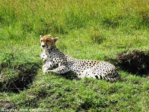 SIESTA IN SAVANA