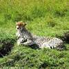 SIESTA IN SAVANA KENYA 