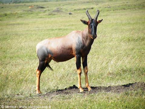 antilope topi