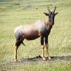 antilope topi KENYA 