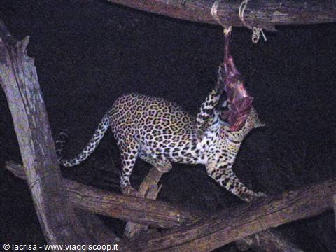 banchetto leopardo