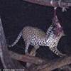 banchetto leopardo KENYA 