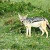 sciacallo KENYA 