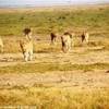 le cacciatrici KENYA 