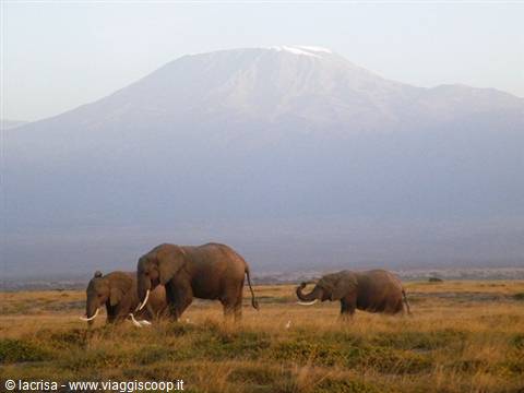 kilimanjaro