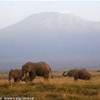 kilimanjaro KENYA 