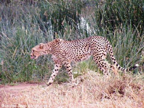 giochi di gatto