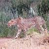 giochi di gatto KENYA 