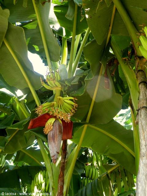 fiore di banano