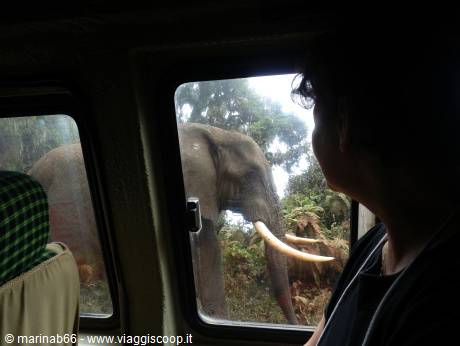 Elefante sulla nostra strada! 