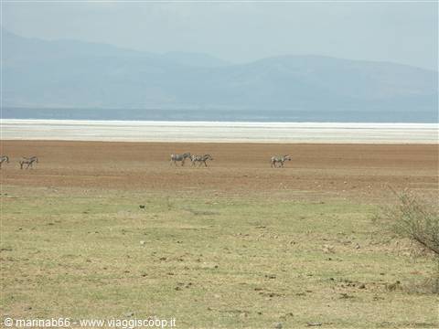 Riva del Lago Manyara 