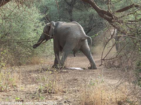 Elefante impegnato!