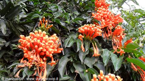 Fiori