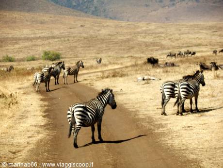 Zebre