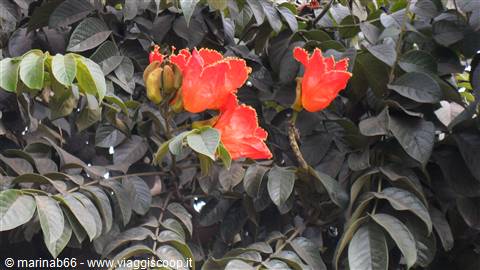 Fiori