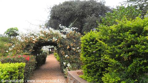 Viale Eileen's Tree Inn