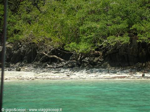 La spiaggia delle scimmie