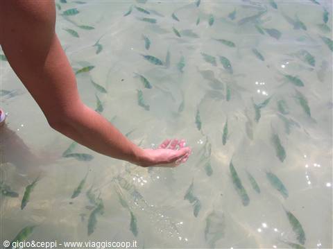 Acquario naturale