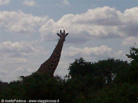 giraffa