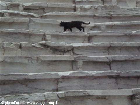 Gatto nero a Philippopolis (Plovdiv)