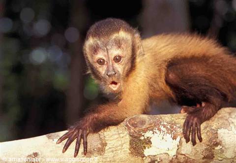 fauna della regione Xixuau
