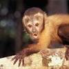 fauna della regione Xixuau BRASILE 