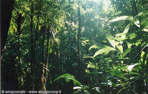 Escursione nella foresta pluviale, regione Xixuau