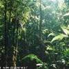 Escursione nella foresta pluviale, regione Xixuau BRASILE 
