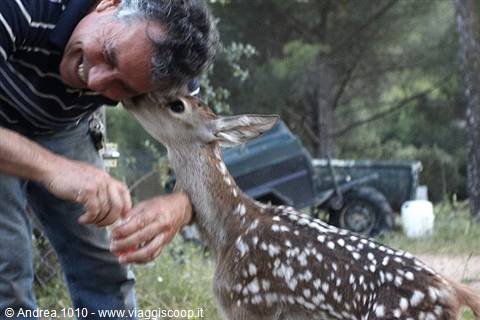 Cucciolo di cervo nella Sierra de Andujar