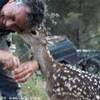 Cucciolo di cervo nella Sierra de Andujar SPAGNA 