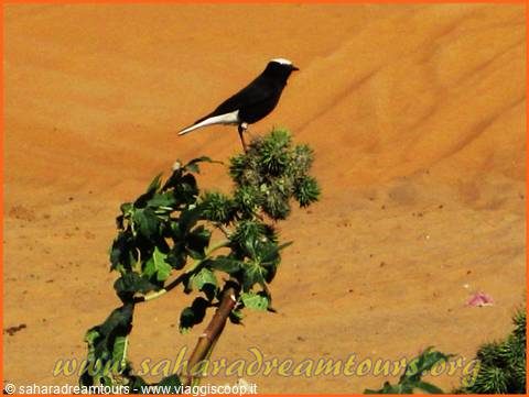 Bird-Watching Tours