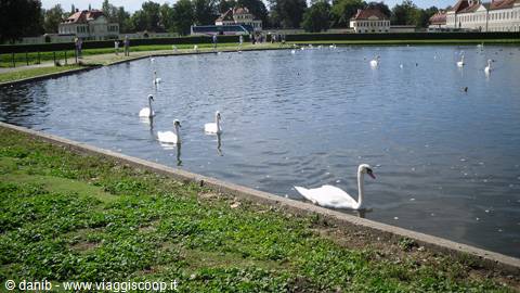 cigni reali a Nymphenburg