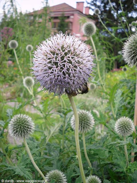 orto botanico