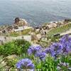 un'immagine del Minnack Theatre, costruito a picco sul mare a Porthcurno REGNO UNITO 