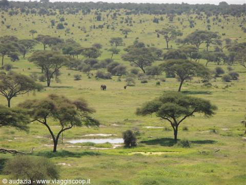 tarangire NP