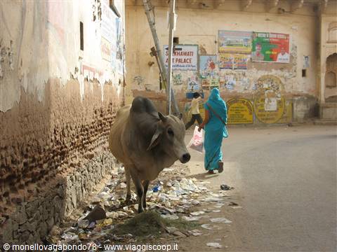Nawalgarh