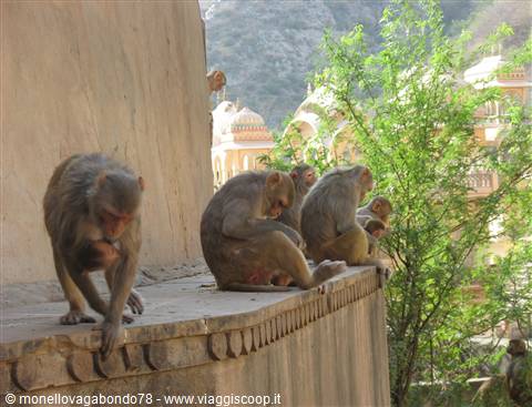 Jaipur - Galta Temple