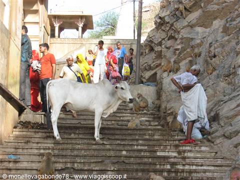 Jaipur - Galta Temple