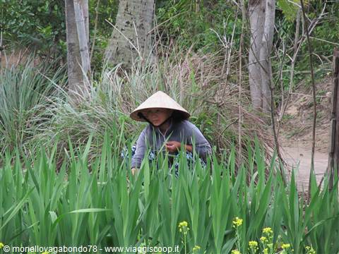 Hoi An - Campagna vietnamita