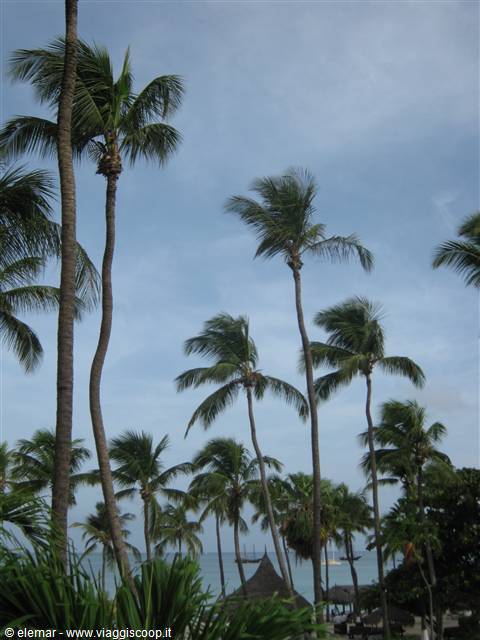 palme di palm beach