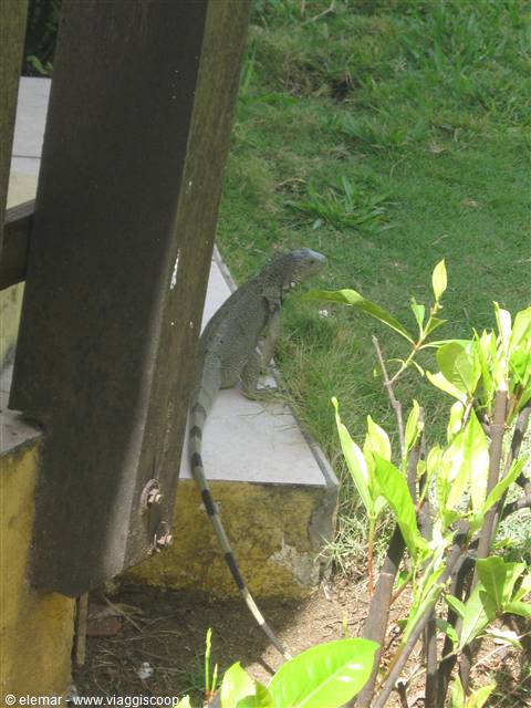 iguana al bar