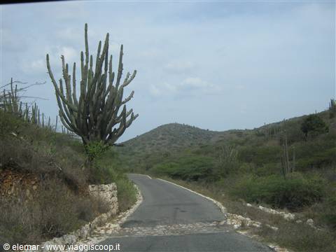 cactus al parco Arikok