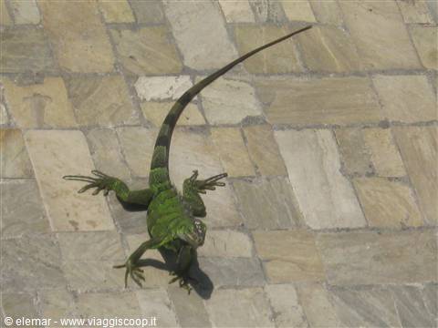 iguana in piscina