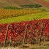 Autunno nel Chianti a Certaldo (FI), i colori della campagna toscana  ITALIA 