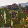Certaldo Alto (FI) tra i fichi d'india nella campagna toscana   ITALIA 